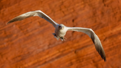 Ik was een tijdje niet actief op BP, maar heb in die tijd niet minder gefotografeerd.
In augustus 2012 ben ik met nog 2 andere fotografen naar Helgoland gegaan, waar ik veel leuke platen geschoten heb. Ondanks we misschien aan de late kant waren, in augustus.
Stiekem ben ik wel een beetje trots op de foto's die ik daar heb gemaakt, ik kijk er graag naar terug.
Vandaar dat ik er een paar wil delen met jullie.