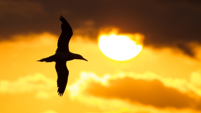 Nog een foto uit mijn Helgoland archief.
De Jan van Genten waren heel actief bij zonsondergang en ik hoopte dat er eentje voor de zon ging vliegen.
Het was even wachten, maar uiteindelijk wilde er een wel mee werken! Wat was ik blij!
Een mooie ondergaande zon, wat wolken ervoor om het beeld te vullen en een JvG die ook nog op de foto wilt!