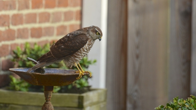 Nadat de sperwer in de gaten had dat ie de verkeerde vogel had (ze vorige upload) ging de aandacht uit naar de buxusbol waar de mussen zich in hadden verstopt!