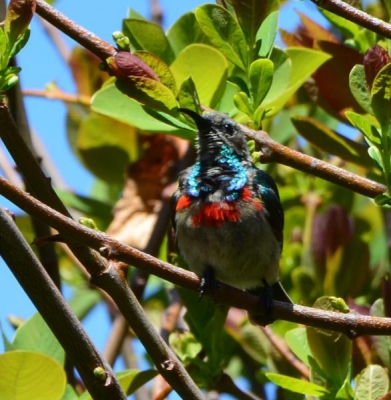 is een honingzuiger , snel vogeltje
maar kan de exate soort niet vinden