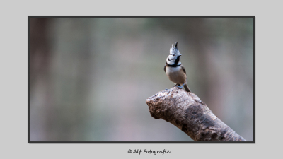 Gisteren voor het eerst met vogelfotografie bezig geweest in de schuilhut op de Hoge Veluwe ingang Schaarsbergen. Erg leuk om te doen al moet ik nog een hoop leren!