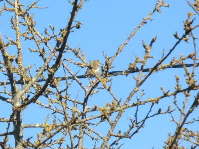 Ik zag deze vogeltjes al vaker rondvliegen op de camping (de camping was een waar zangvogelparadijs) en heb er wat foto's van genomen. Ik vond hem hier zo mooi zitten, omdat je het kopje en het staartje zo ziet.