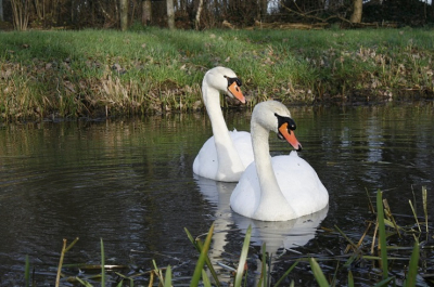 Een lekker zacht winterdagje zat een paartje Knobbelzwanen rietwortels te plukken. Canon400d
f/10 1/200sec ISO-400 55mm