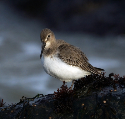 deze bonte strandloper was druk bezig met poetsen omdat de achtergrond zo mooi donker is vind ik dat deze bonte strandloper er mooi uitspringt