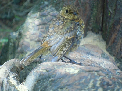 Dit vogeltje kwam heel dichtbij toen ik met mijn broertje bij een klimboom kwam. Heb toen wat foto's gemaakt. Hier zat hij op een mooi plekje en zat hij in de goede positie.