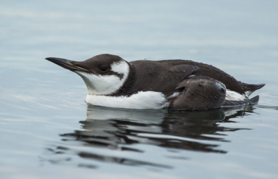 deze zeekoet is een heel tam beestje hij laat zich zelf makkelijk fotograferen, en gaat ondertussen gewoon z'n gang.duiken en visjes vangen, en dat vlak voor je.
