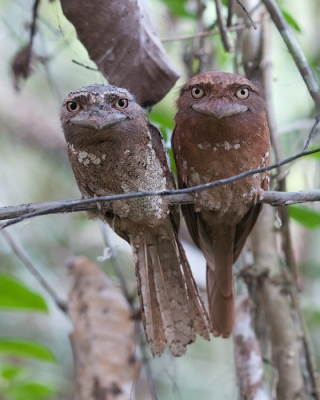 Met Jaap Vink zo juist drie weken in Zuid-India geweest. Een van de hoogtepunten was een paartje kikkerbekken in Thattekad, links het mannetje, rechts het vrouwtje. In het donkere woud moest de iso flink opgeschroefd worden. De vogels vertrouwden er op dat zij er als dorre blaadjes uitzagen en waren goed te benaderen.