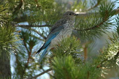 In het parkje vlakbij ons hotel zag ik een paar kleurrijke vogeltjes. Ik heb altijd de Nikon bij mij met meestal de 3oo zoom er op. Eerst van afstand wat opnames, totdat deze dame mij vrij close liet komen. De gekochte vogelgids van Kenn Kaufman bevestigde naderhand mijn vermoeden; female mountain bluebird