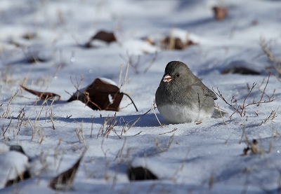 Hier een plaatje van een Grijze Junco foeragerend in de sneeuw. Er zat een groepje van zo'n 40 exemplaren rond het bosje naast het hotel waar ik verbleef. Ze leken erg schuw en bleven telkens op afstand. Na een tijdje wachten kwam er ineens een heel groepje mijn kant op vliegen en ging eigenlijk om me heen zitten. Een mooie kans om wat foto's te maken :-)