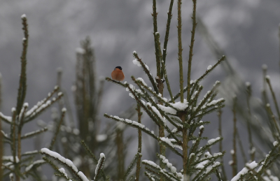 Eindelijk komt de winter dichter bij, Bij een temp van 0gr. en een sneeuwlaagje van rond de 7 cm een aangename wandeling kunnen doen en deze goudvink kunnen vastleggen. Geen close-up maar in zijn habitat.