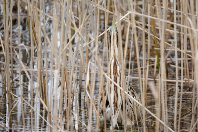 Tijdens een wandeling liep het pad langs het uiteinde van een slootje met rietkraag. Was er eigenlijk al voorbij gelopen, maar in mijn ooghoek zag ik een vorm die niet bepaald op riet leek. Paar stappen terug en jawel, roerdomp. Hij had mij inmiddels ook door en bleef roerloos in de paalhouding staan, mooi voor een paar foto's. Tot ik een stapje dichterbij wou zetten, een takje onder mijn voet knapte en hij er vandoor ging.
Het is een beetje een zoekplaatje, maar wel enorm gaaf om zijn uitstekende camouflage aan het werk te zien.

Leuke ervaring, ooit al eens eerder eentje gezien, helaas toen op grote afstand.