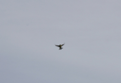 Een overvliegende pimpelmees tijdens een zonnige wintervogeltelling in Januari. Gemaakt met 400d 18 - 55