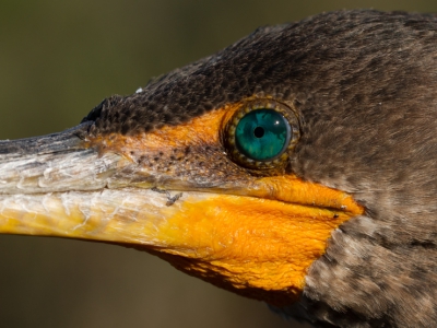 Deze geoorde Aalscholver liet met zo dichtbij komen dat ik dit portretje kon maken. Met de 100mm.....