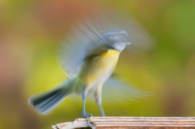 Fotograferen mag toch ook plezier zijn? Misschien ben ik als nieuwkomer wat naef maar ik zie hier veel te veel 'standaard plaatjes', ik fotografeer voor mijn eigen plezier en dat heb ik als ik deze foto zie. De koolmees gaf me daar alle reden toe.