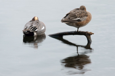 in de eendenkooi waar veel smienten zitten een foto proberen te maken die iets overbelicht is en het water geen golfjes heeft. ook de compositie spreekt me wel aan.