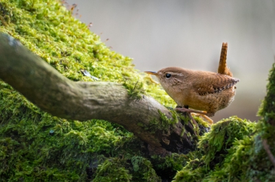 Gisteren mijn nieuwe 80-400 wezen testen. Moet zeggen, is best even wennen, maar aardig wat leuks kunnen schieten! Ik merk nu dat het vooral flink oefenen is met verschillende manieren van focussen, de lens is snel genoeg iig, nou mijn eigen techniek nog..