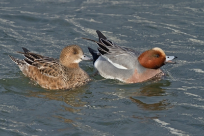 Hoewel Smienten sociale vogels zijn claimen ze allemaal hun eigen plekje plus een beetje ruimte eromheen. Dat gaat gepaard met gefluit, gesis en snavelgeweld.