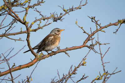 Viel me vandaag op hoe schuw Koperwieken zijn en vond het dus al gek dat deze redelijk bleef zitten, tot ik de foto later bekeek en even inzoomde.. oooh, is gewoon heel wat anders!