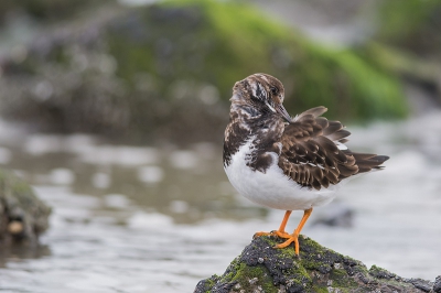 Op het strand van 's Gravenzande staat een uitlaat van een poldergemaal die een teveel aan water de zee in laat lopen. Omgeven door stenen die een soort golfbreker vormen is het een ideale plek om strandvogels te spotten. Op m'n hurken zittend fotografeerde ik deze steenloper en gelukkig keek ik op tijd om me heen want ik werd langzaam ingesloten door het opkomende zeewater. Slecht enkele minuten later lag de steen waar de steenloper op gezeten had volledig onder water.