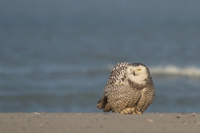 Deze opname van gisteren op het strand leek mij vanwege de houding leuk om hier te laten zien.
Erg genoten gisteren met een klein groepje fotografen van dit tafereel op het strand.