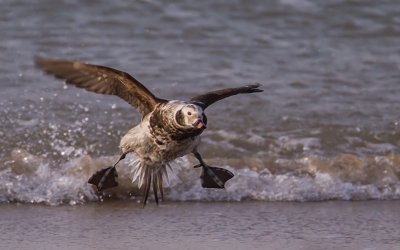 Deze IJseend kwam vanuit zee aangevlogen en ging eerst 50m' uit de kust op het water zitten om direct weer op te vliegen en op het strand neer te strijken.
Wat hier leuk opvalt zijn de enorme zwempoten.

Voor meer foto's zie: 
http://pietdepoorter.friendbook.nl/