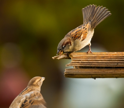 Als het eens niet lukt om weg te gaan dan zijn er altijd nog wat huismussen, er zijn er meestal wel een stuk of twintig in mijn tuin, die wat fotoplezier kunnen geven.