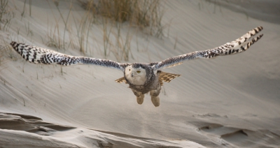 Prachtige belevenis op Vlieland met mooi weer wel koud, de uil zat geregeld op het strand en in de duinen.