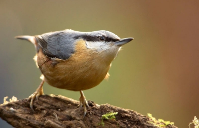 Deze Boomklever op mijn vogel kijkplekje kunnen vastleggen.
Het valt niet mee om deze snelle vogels goed te kunnen vastleggen.