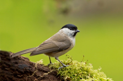 Deze Glanskop is een regelmatige bezoeker van mijn vogelkijkplek. Iets meer licht had ik mij gewenst.