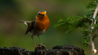 Gefotografeerd vanuit de vogelhut in Otterlo op de Hoge Veluwe.