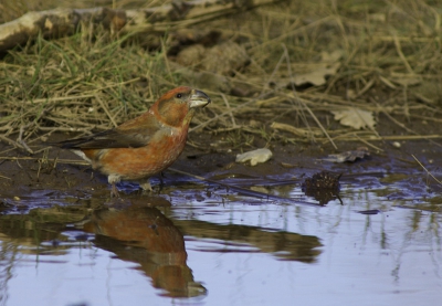 Erg druk vanmiddag bij het bekende plasje midden op het wandelpad. De kruisbekken trokken er zich niets van aan en kwamen gewoon de dorst lessen.