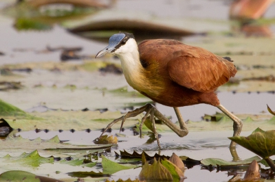 Dit is de plek waar het gaat lukken dacht ik toen ik de rijstvelden in keek en 100-en van deze vogels zag foerageren. Uiteindelijk n leuke sessie aan overgehouden :).