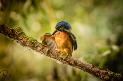 Na meerdere keren tevergeefs naar deze stek te zijn geweest, was het raak. Deze ijsvogel streek zo'n 5 meter verderop neer op een schitterend bemoste tak en begon aan zijn verenonderhoud