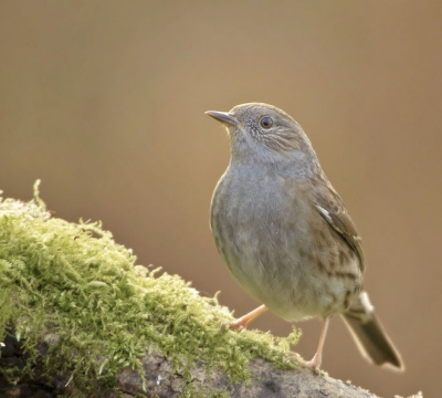 Eindelijk was het dan toch gelukt deze snelle en schuwe vogel op de foto te krijgen. Fijn licht, prima omstandigheden