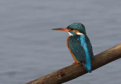 Misschien wel de bekendste ijsvogel van zeeland ,Gisterochtend vroeg richting zeeland het regende ik dacht heb ik weer ,daar aan gekomen nog donker en maar wachten rond 11 uur kwam zij eindelijk en ook gelukkig even het zonnetje altijd weer spannend om te zien of hij/zij komt  heb er een leuke serie aan overgehouden groet Koos