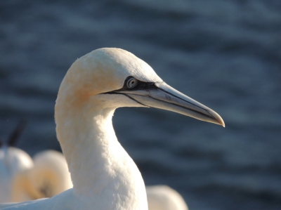 Wilde graag kop foto van jan van gent,Ben tegen de avond op pad gegaan en gewacht tot het avond licht laag achter de vogel kwam,met dit als resultaat