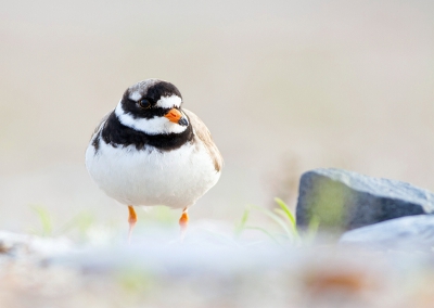 Deze bontbekplevier gaat mooi op in zijn natuurlijke omgeving.