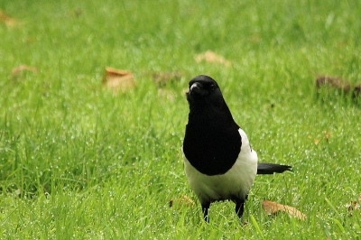 op een grasveld hier trof ik even geleden deze ekster en de houding van de vogel vlak voor me neus zonder meteen weg te vliegen was de aanleiding van de foto. de omstandigheden waren redelijk