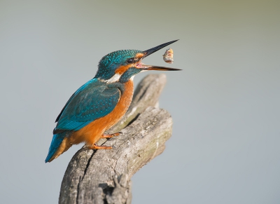 In de Amerongese Bovenpolder kon ik deze IJsvogel fotograferen. Langs de oever van het mkoeras gedeelte liggen wat oude boomstronken waar de IJsvogels dankbaar gebruik maken. Bij een van de stronken heb ik een schuiltentje geplaatst, waaruit ik deze opname kon maken.
het was opvallend om te zien dat de IJsvogel een gevangen Stekelbaars een paar maal door zijn bek liet gaan.