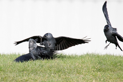 Deze kauwen kregen het met elkaar aan de stok. Tijdens dit robbertje vechten kon ik mooi de mogelijkheden van de nieuwe Tamron SP 150-600 mm F5-6.3 DI VC USD uitproberen.