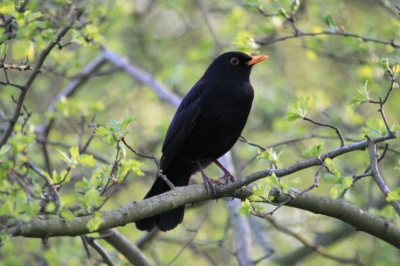 Het was lente en ik zag dat mereltje op een eik zitten.
Gemaakt met de sigma 150-500mm.