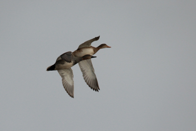 Bij slechte lichtomstandigheden doet de AV het niet gek bij deze harmonische Krakeend compositie.
De Tamron SP 150-600 F/5-6.3 DI VC USD blijft mij verbazen.