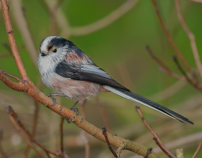 Ik wilde deze kleine haarbal in zo n natuurlijk mogelijke omgeving platen,nou dat viel niet mee.Het liefst duiken ze in een web van takken en het heeft me dan ook de nodige zweetdruppels gekost om ook de staart er vrij op te krijgen