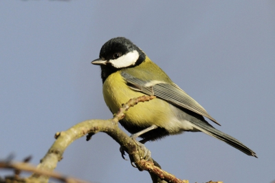 Vanmorgen bij goed licht even wat foto's in eigen tuin gemaakt met de Tamron SP 150-600 mm.
Deze koolmees zat op ca. 12 meter afstand.