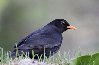 Vanmorgen bij goed licht deze merel in eigen tuin gefotografeerd.
De scherpte van de Tamron SP 150-600 is behoorlijk goed.
In het oog kun je de contouren van ons huis zien.