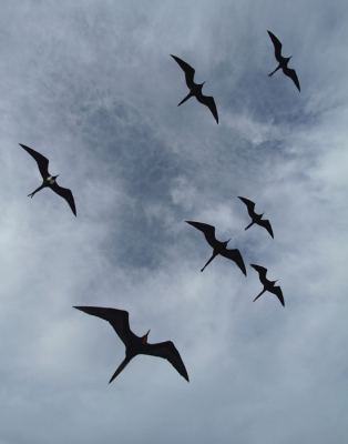 Soms vlogen er groepjes van 5 tot 15 fregatvogels mee met de boot. Dat gaf de mogelijkheid om wat te spelen met de luchten, de formaties en de onmiskenbare silhouetten van deze piraten. 

www.birdbeauty.nl