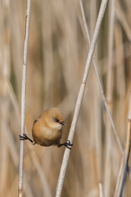 Foto is gemaakt tussen 8 en 9 uur in de ochtend vanuit een vogelobservatiehut met de ochtendzon in mijn rug.  Deze foto geplaatst vanwege de mooie spagaat houding, toch wel karakteristiek voor dit soort.