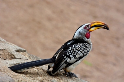 in kruger tijdens een koffie break, was heel nieuwsgierig
en kwam dichtbij.
