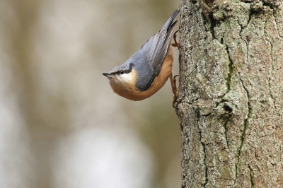 Eentje van vorig jaar die ik tegenkwam tijdens het screenen van mijn foto's. Opname vanuit de Gooische hut van het centrum voor natuurfotografie. Het was een nogal grijze en koude dag maar de boomklevers lieten zich goed zien. Ik plaats de foto vanwege de karakteristieke houding en het terugkomen van de kleur van de stam in de achtergrond.