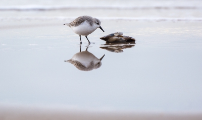 Vandaag even het strand geknuffeld toen ik deze snelwandelaars tegen kwam.
Leuke vogeltjes om te fotograferen! Leek me wel wat om er eentje met een mooie reflectie te fotograferen. Helaas zaten de meeste te wroeten tussen de scheermessen, op deze na..